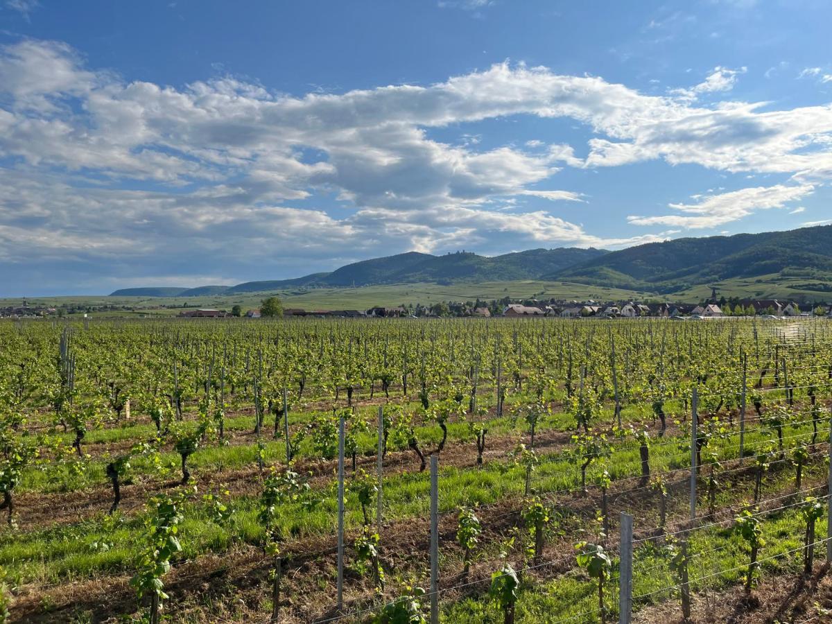 Gite Proche Colmar Vignoble Wettolsheim Exterior foto